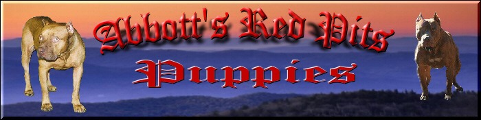 Abbott's Red Pits Puppies